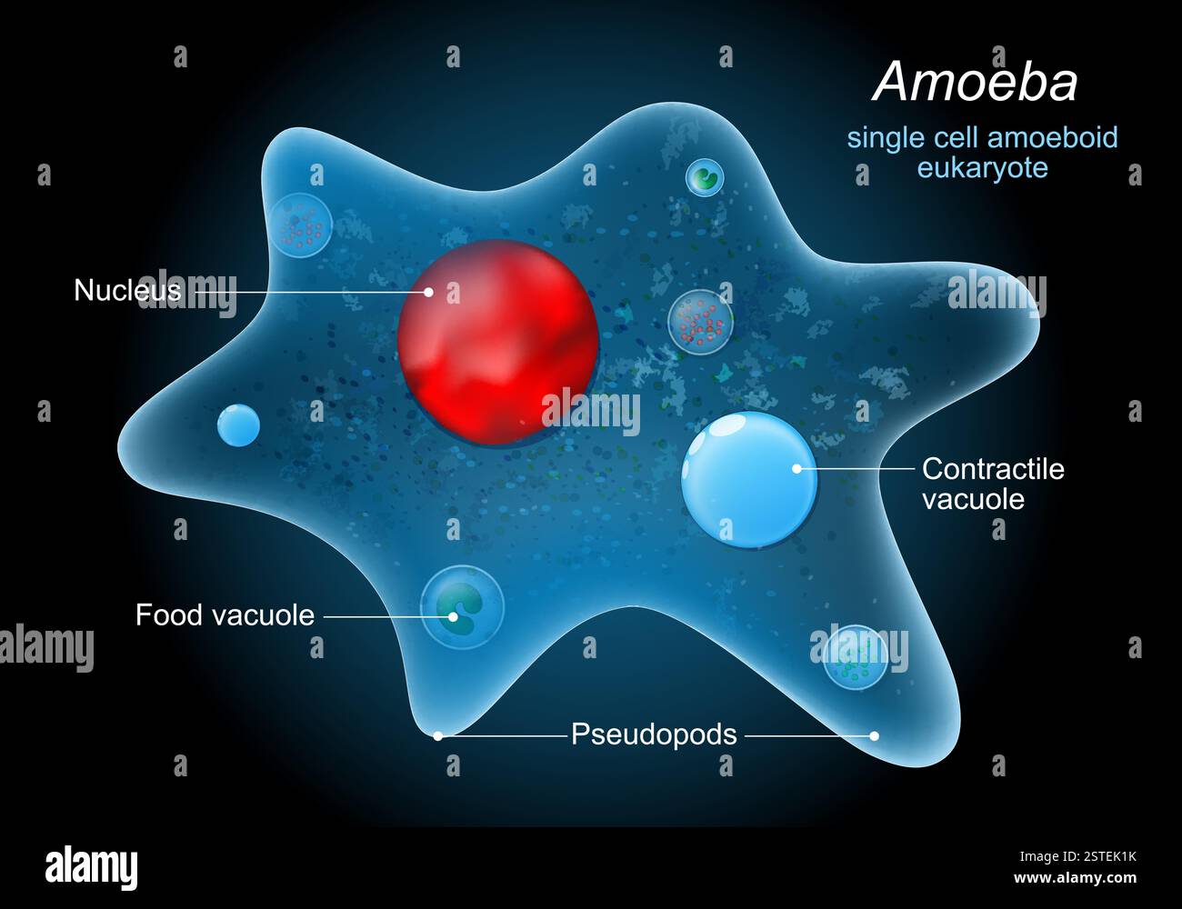 Amöben mit Pseudopoden, Nucleus, kontraktiler Vakuole, anderen Organellen. Anatomie eines Amöben-Proteus mit Titeln. Vektorabbildung zur Untersuchung von Sci Stock Vektor
