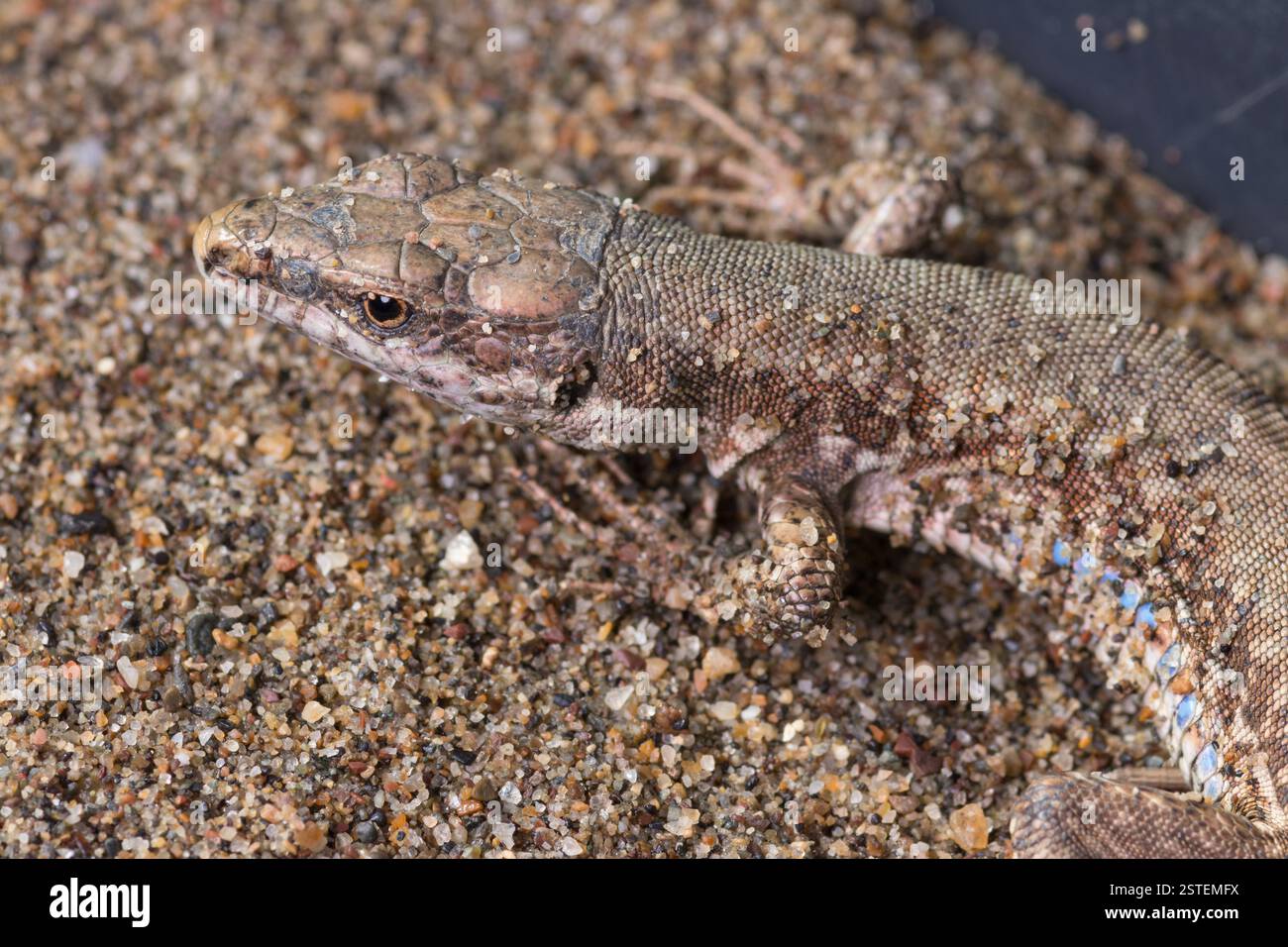 Ein Nahaufnahme einer Eidechse, die auf Sand ruht und ihre detaillierte Struktur in einer natürlichen Umgebung zeigt. Stockfoto