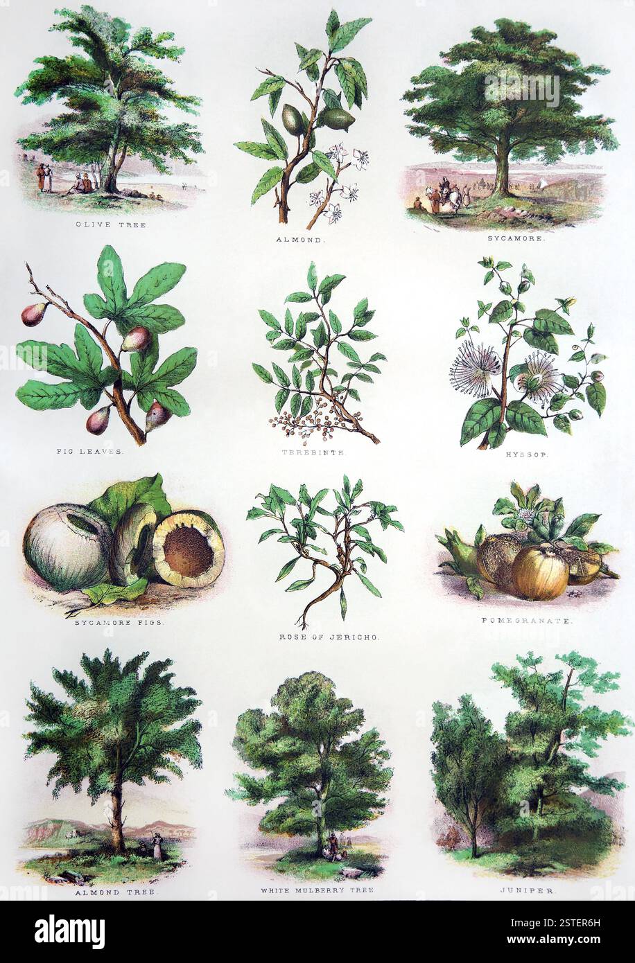 Eine Seite der biblischen Naturgeschichte, die Obst und Vegetation darstellt - Olivenbaum, Mandel, Platane, Feigenblätter, Trebinth, Hyssop, Sycamore Figs, Rose von Stockfoto