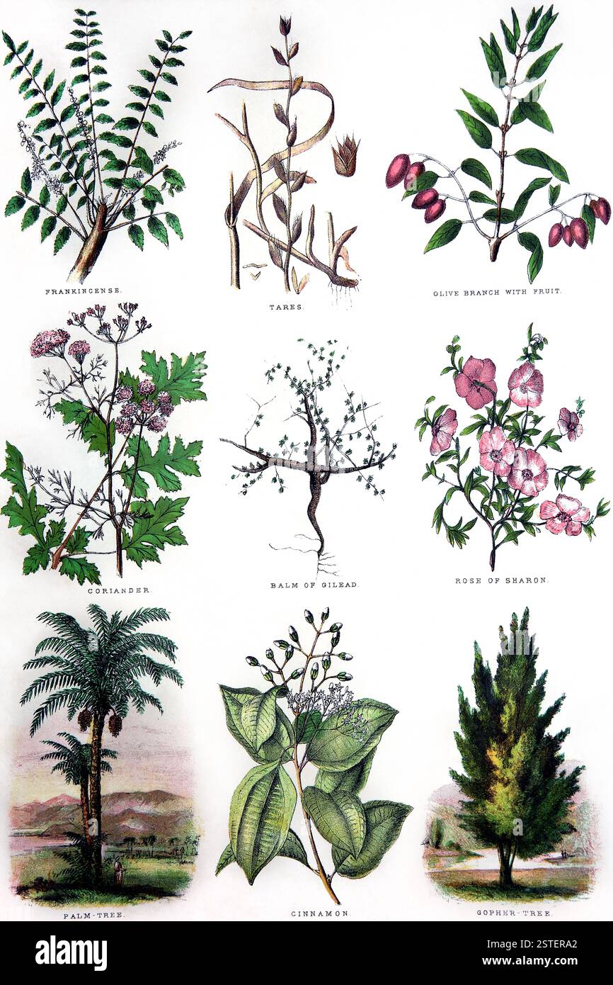 Eine Seite der biblischen Naturgeschichte mit Weihrauch, Tares, Olivenzweig, Koriander, Balsam von Gilead, Rose von Sharon, Palme, Zimt und Go Stockfoto