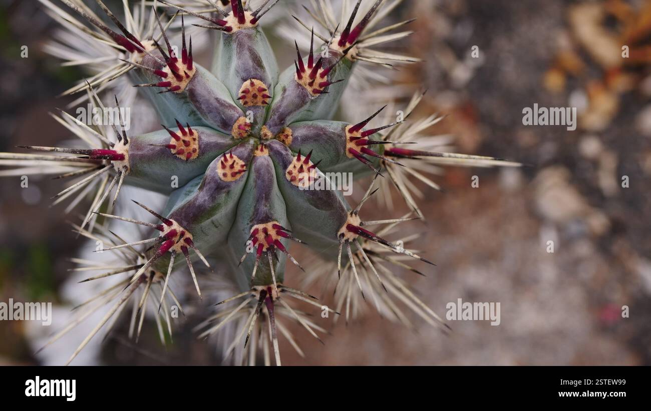 Eine Nahaufnahme von Kakteen in Puerto del Carmen, Lanzarote. Stockfoto