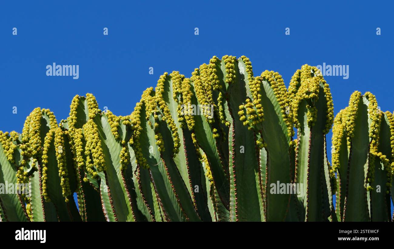 Eine Nahaufnahme von Kakteen in Puerto del Carmen, Lanzarote. Stockfoto