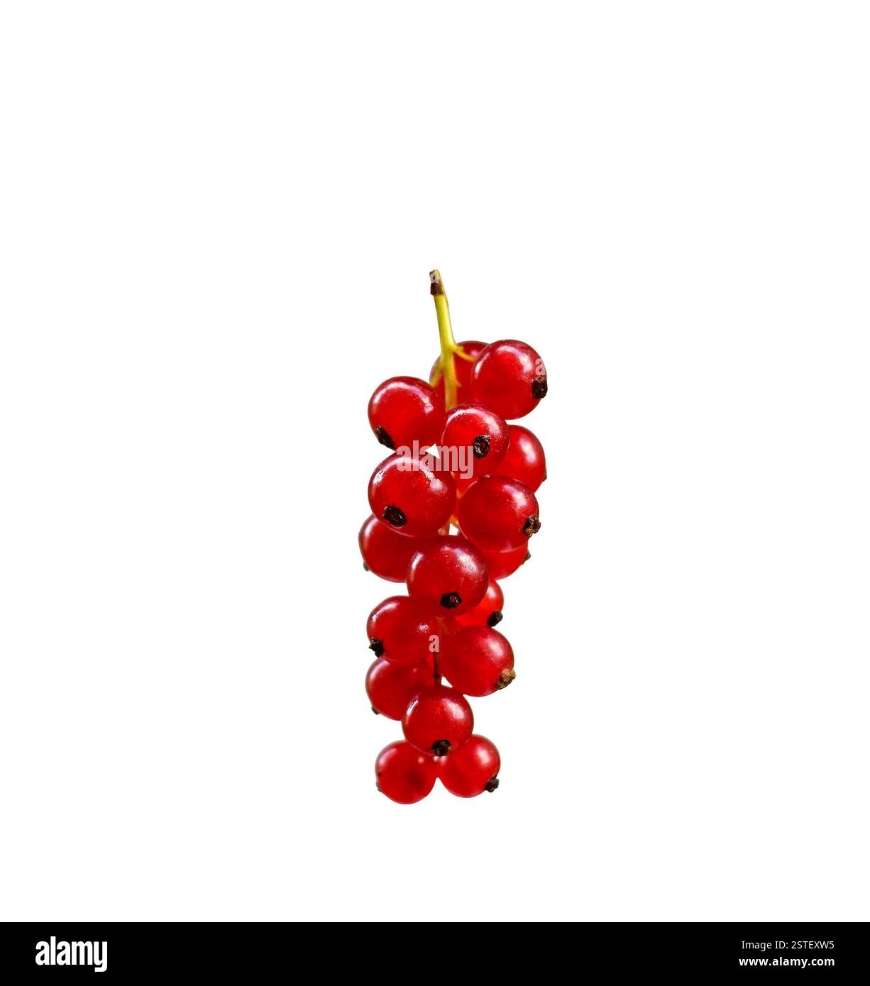 Rote Johannisbeerbeeren isolierter Ausschnitt Stockfoto
