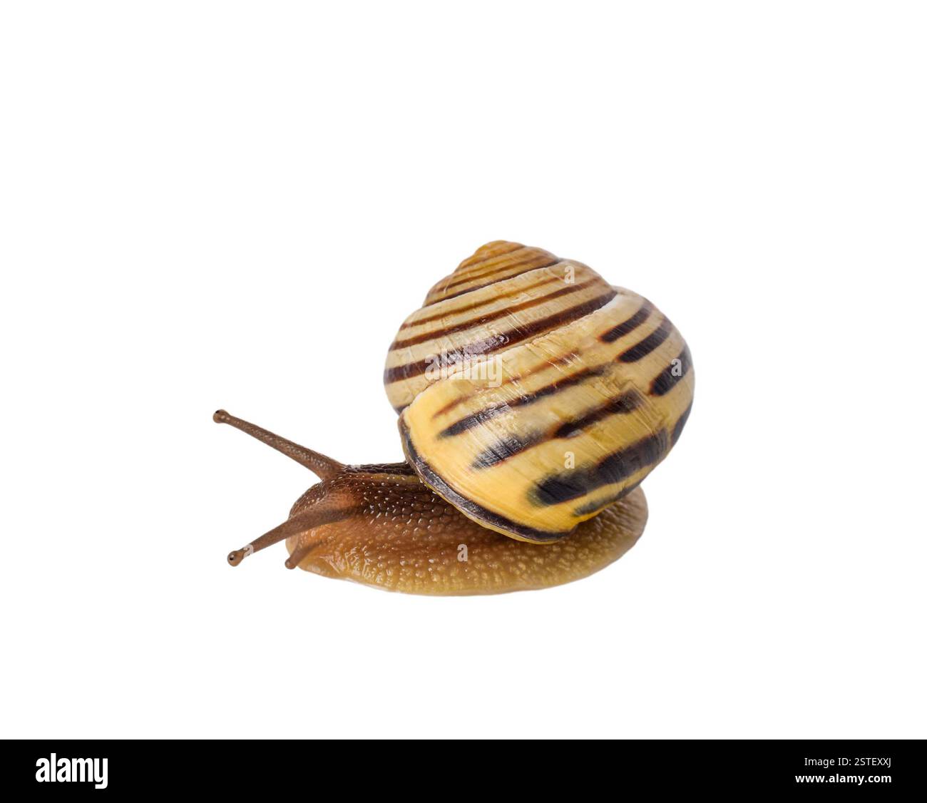 Makroseitenansicht des isolierten Ausschnitts der Gartenschnecke auf weiß Stockfoto