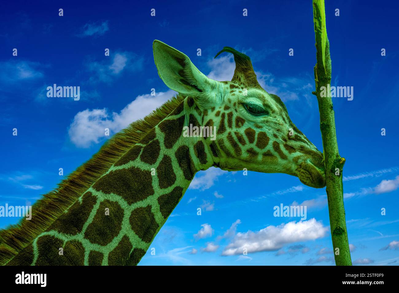 Junge Giraffe, die mit Genick auf einer Baumrinde isst Stockfoto