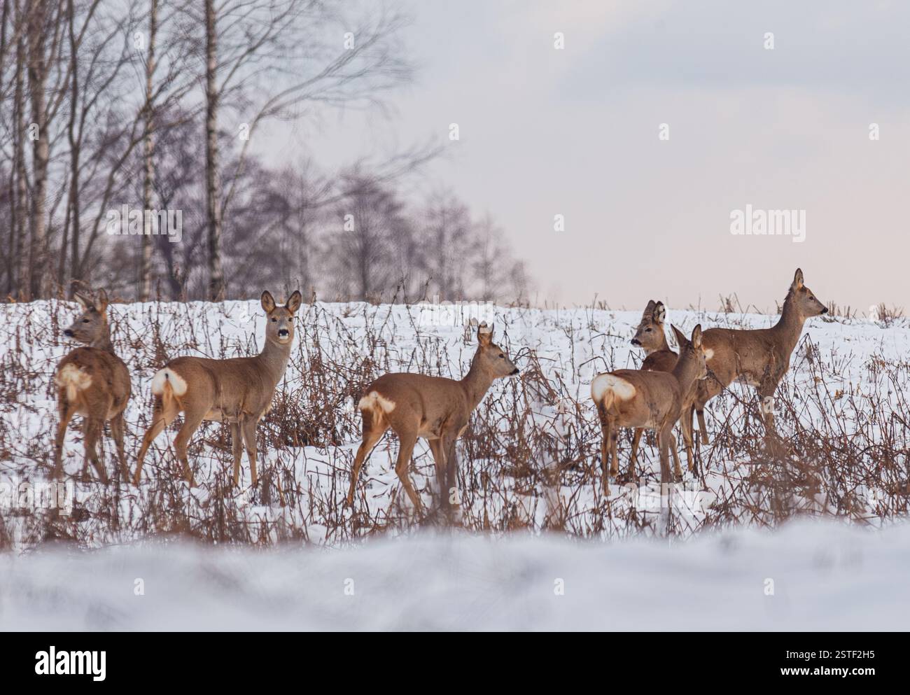 Eine wunderschöne Winterszene mit einer Gruppe von majestätischen Hirschen in einer verschneiten Landschaft Stockfoto