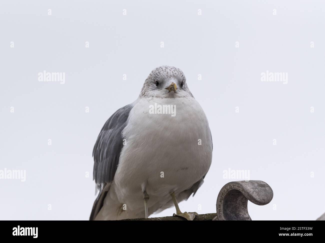 Die gemeine Möwe (Larus canus) in Leigh on Sea, Essex Stockfoto