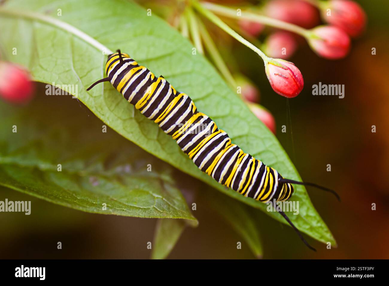 Monarch Schmetterling Raupe. Makrofoto. Stockfoto