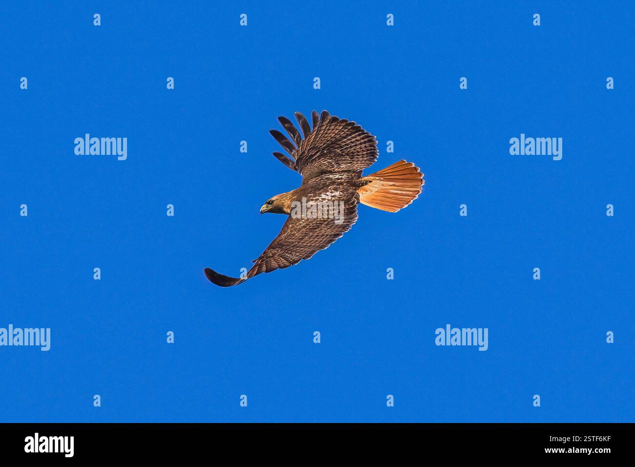 Ein Rotschwanzfalke, der an einem sonnigen Tag in den Himmel schwingt, mit seinen rötlichen Schwanzfedern, die vollständig aufgefächert sind und vor einem tiefblauen Himmel sichtbar sind. Stockfoto