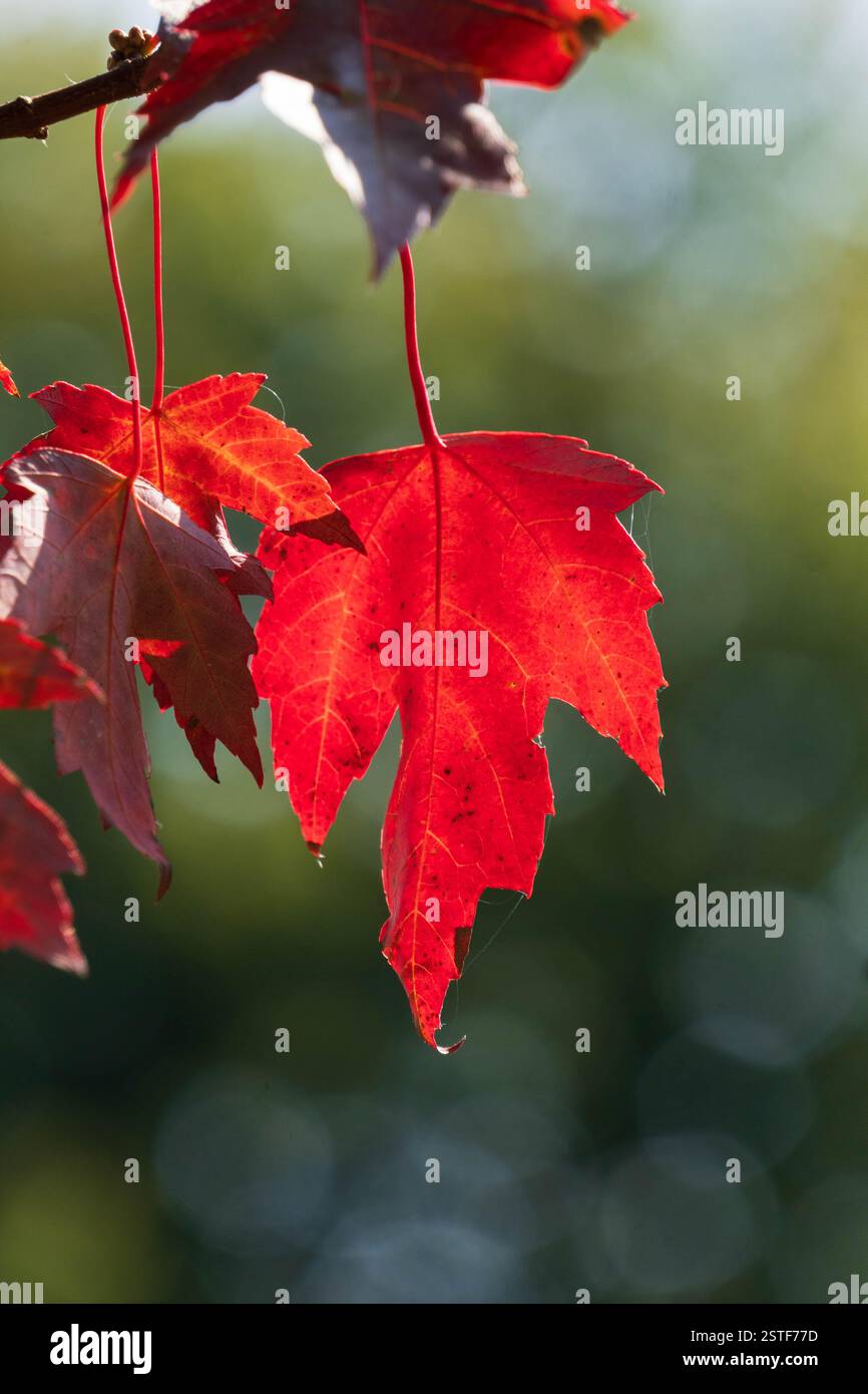 Sonnenlicht auf roten Herbstblättern Stockfoto