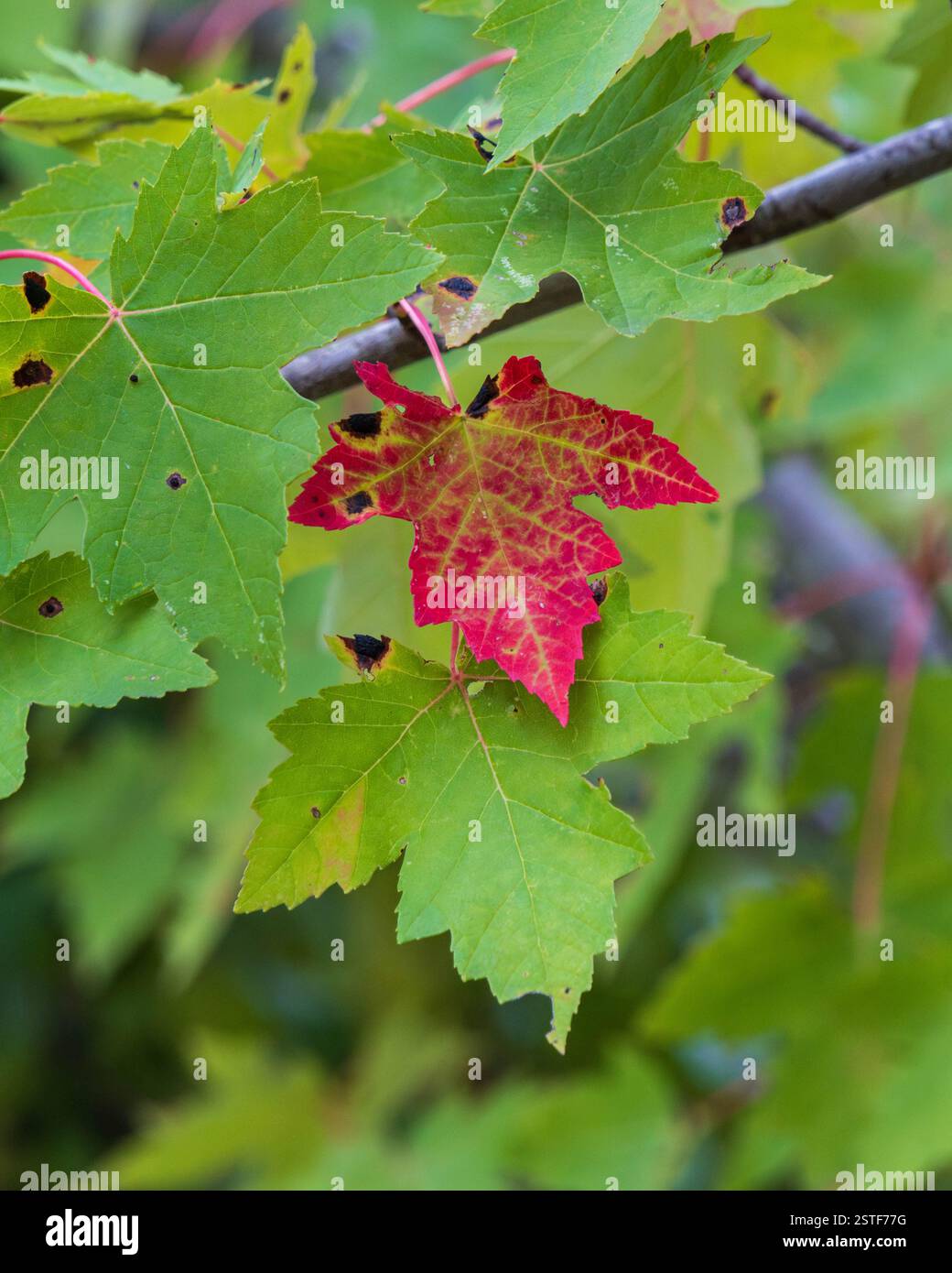 Laubblättchen, die im Herbst ihre Farbe wechseln Stockfoto