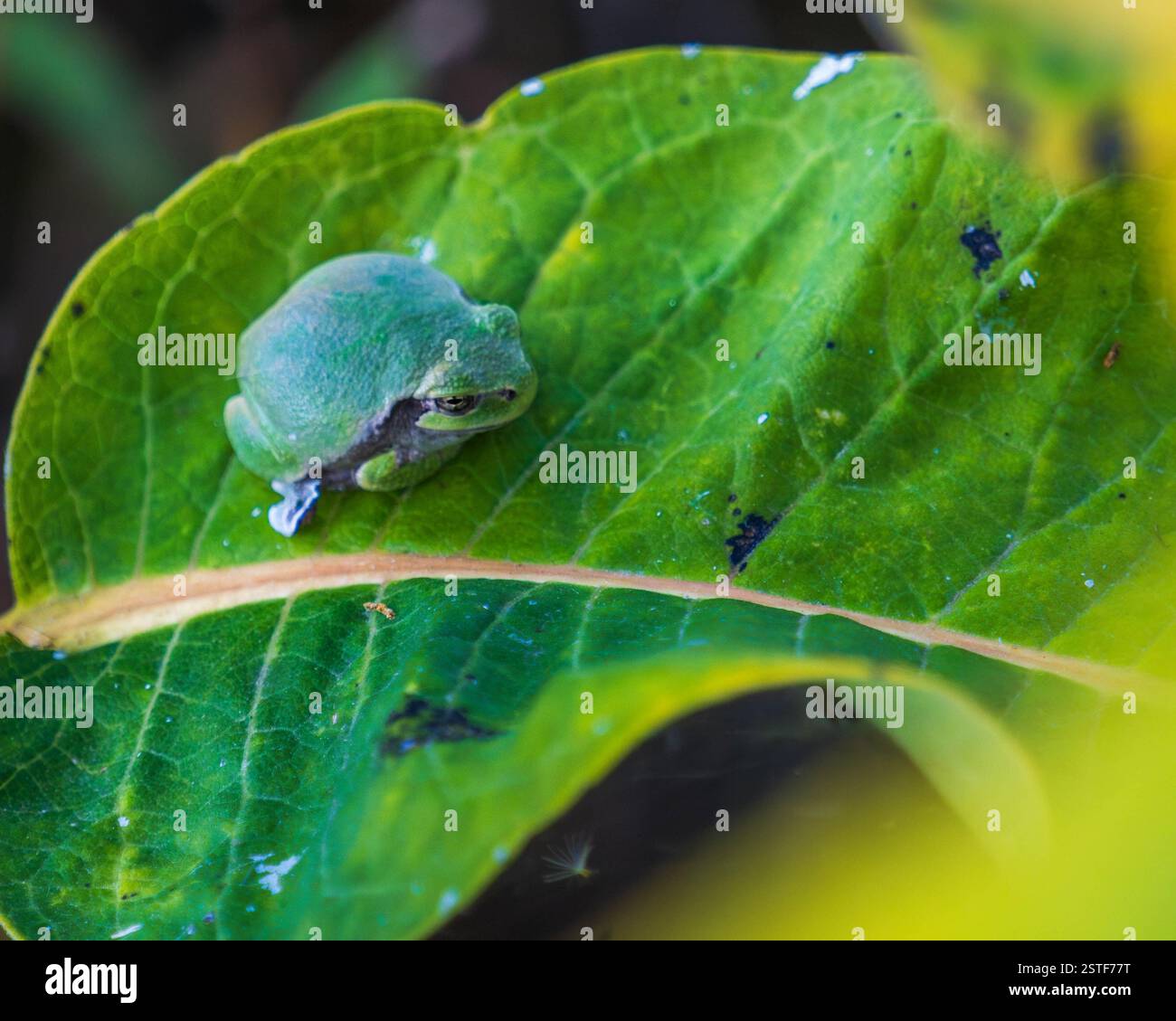 Grüner Frosch, der auf einem großen Blatt sitzt Stockfoto