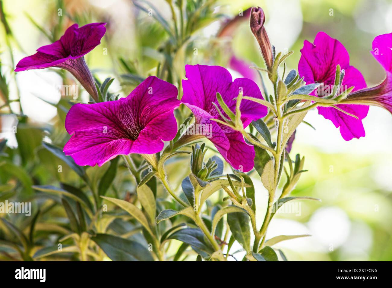 Pinkfarbene Petunie auf natürlichem Hintergrund Stockfoto