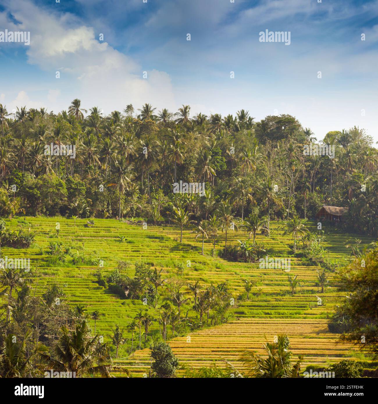 Teraced Reisfelder auf einer Hügel Plantage in Asien Stockfoto