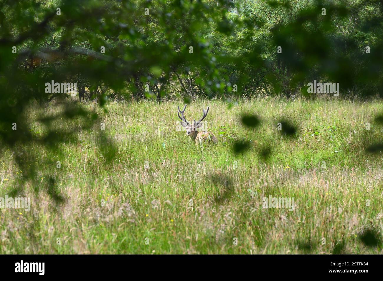 Rotwild, Cervus elaphus, Hirsch in langem Gras, der durch Bäume blickt. Schottland Juli Stockfoto