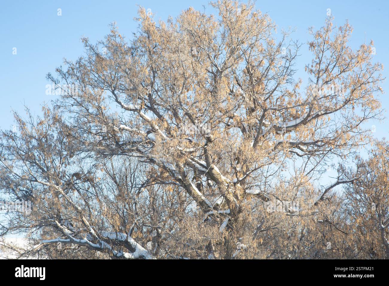 Winterlich gebräunte Blätter und schneebedeckte Äste und Stämme schmücken an einem kalten Wintertag einen Buchsältesten (Acer negundo) Baum. Stockfoto