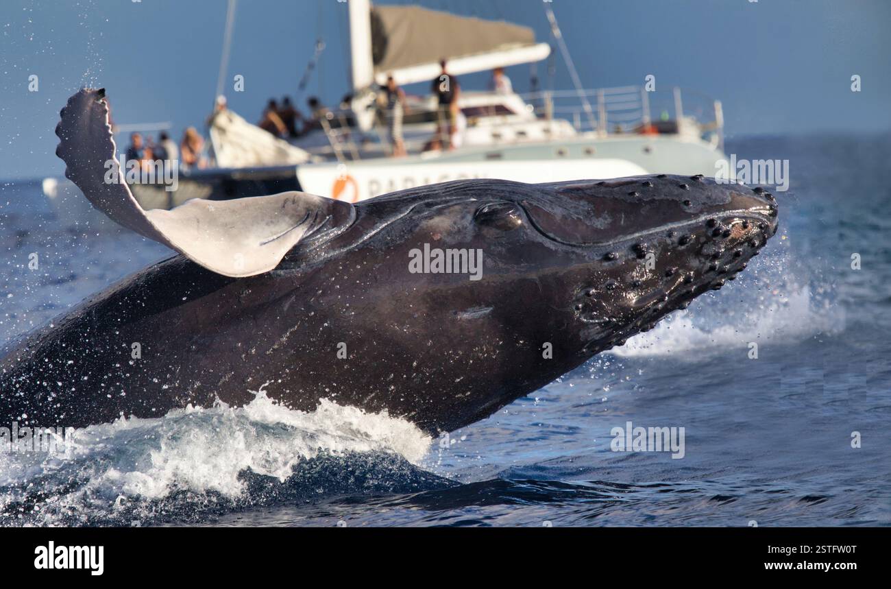 Buckelwal bricht plötzlich vor einem Walbeobachtungsboot. Stockfoto