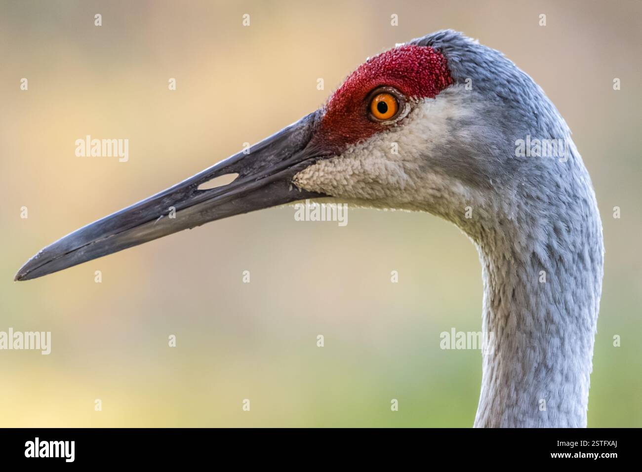 Sandhill Crane (Antigone canadensis) im Paynes Prairie Preserve State Park zwischen Micanopy und Gainesville, Florida. (USA) Stockfoto