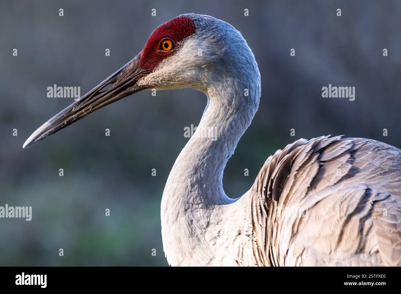 Sandhill Crane (Antigone canadensis) im Paynes Prairie Preserve State Park zwischen Micanopy und Gainesville, Florida. (USA) Stockfoto