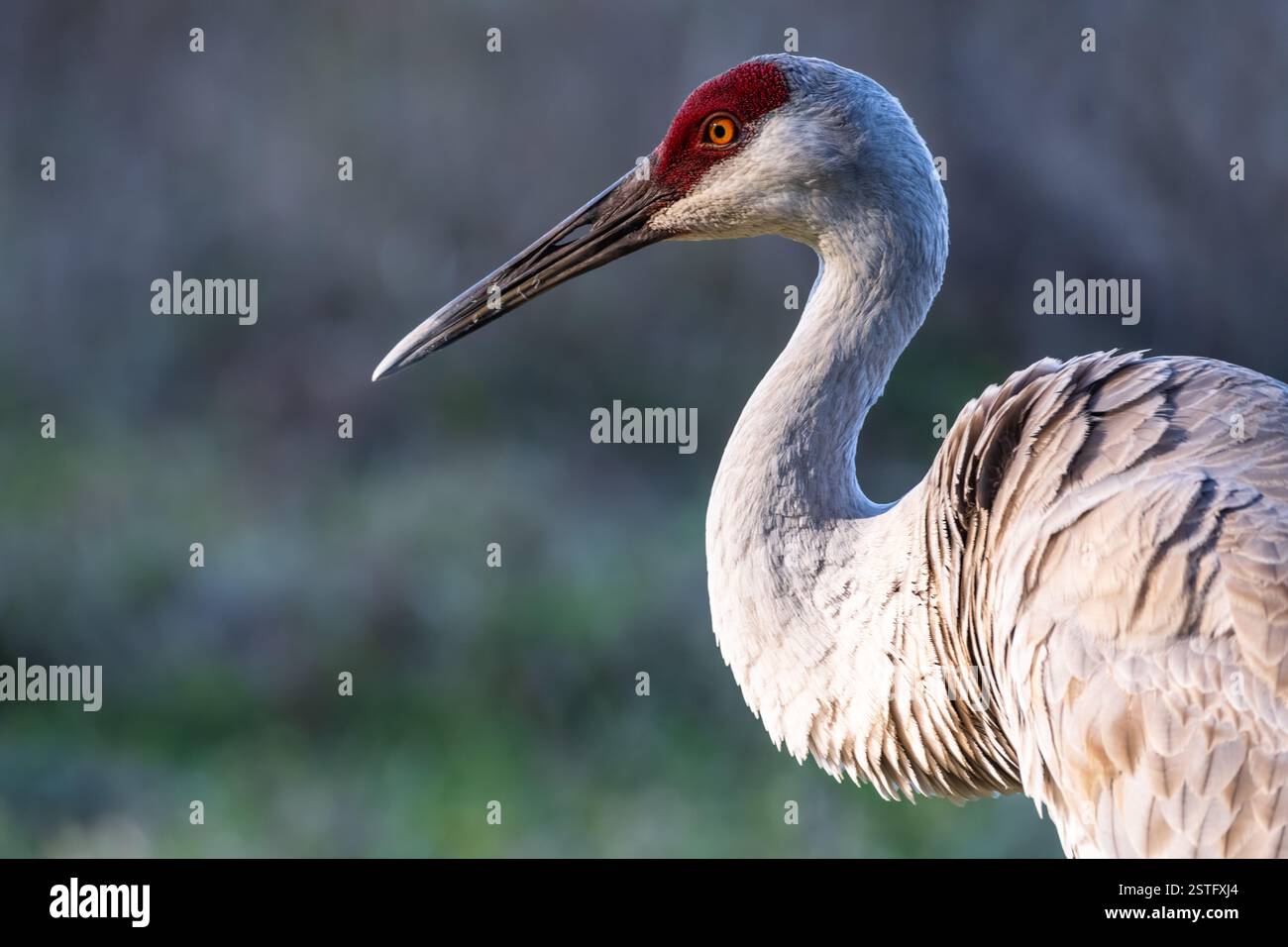 Sandhill Crane (Antigone canadensis) im Paynes Prairie Preserve State Park zwischen Micanopy und Gainesville, Florida. (USA) Stockfoto