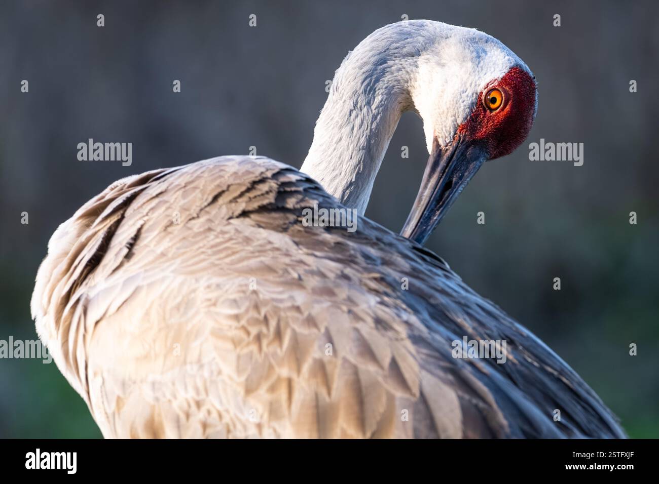 Sandhill Crane (Antigone canadensis) im Paynes Prairie Preserve State Park zwischen Micanopy und Gainesville, Florida. (USA) Stockfoto