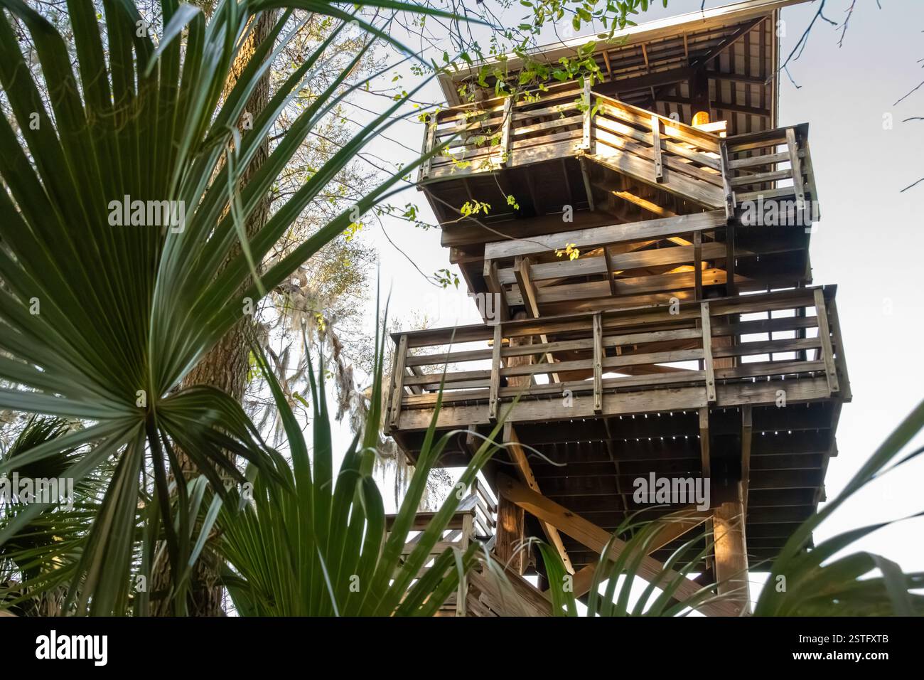 Der hölzerne Aussichtsturm im Paynes Prairie Preserve State Park, Heimat wilder Bisons, wilder Pferde und Alligatoren, in der Nähe von Gainesville, Florida. (USA) Stockfoto