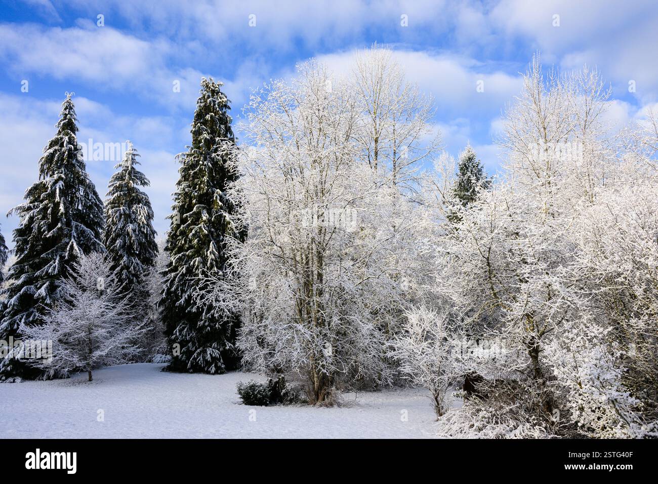 Schneebedeckte Bäume in der Winterszene von immergrünen und Laubwäldern Stockfoto