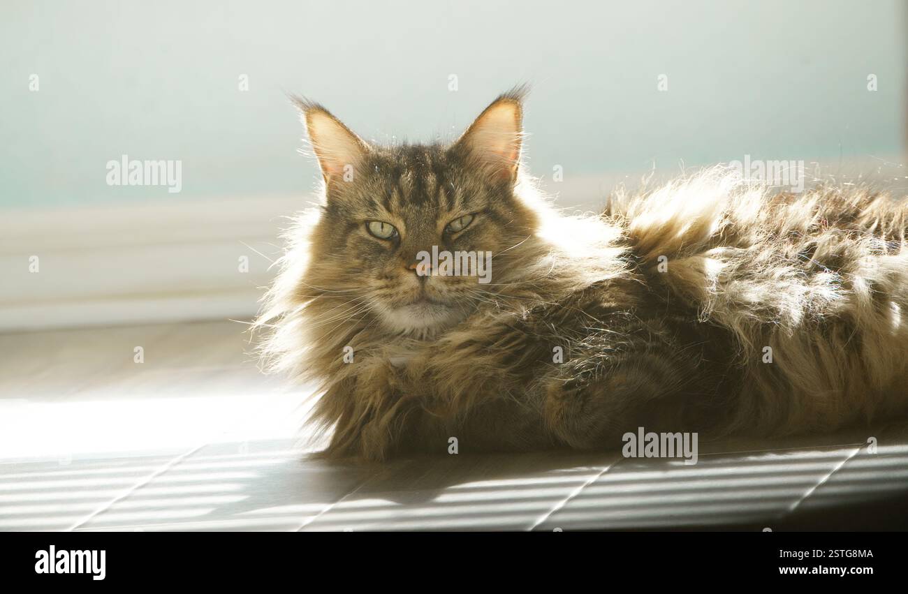 Porträt einer großen erwachsenen Maine Coon Katze. Nette junge Katze, die auf Fliesenboden mit hellem Salbei grünem Wandhintergrund liegt. Hintergrundbeleuchtung Sonne l Stockfoto