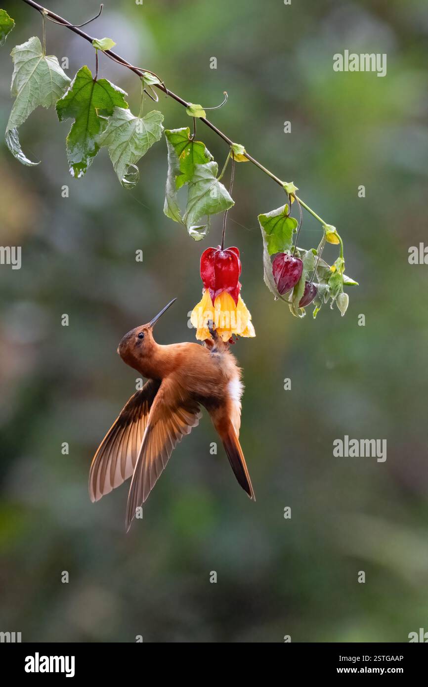 Shining Sunbeam (Aglaeactis cupripennis) trinkt Nektar, in der Nähe von Manizales, Kolumbien Stockfoto