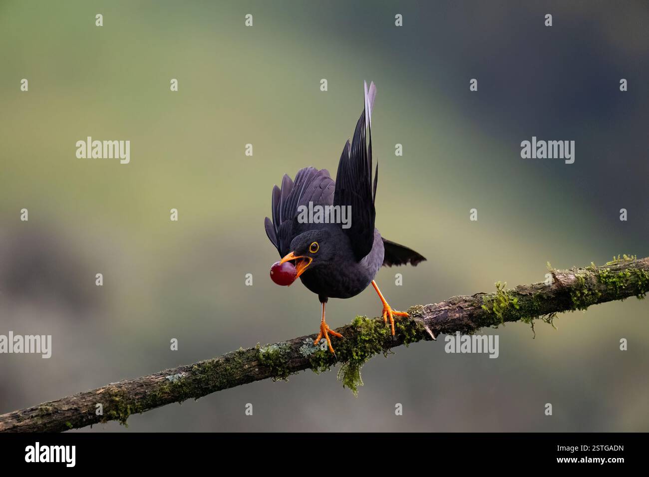 Große Soor (Turdus fuscater), die mit Früchten im Schnabel flog, in der Nähe von Manizales, Kolumbien Stockfoto