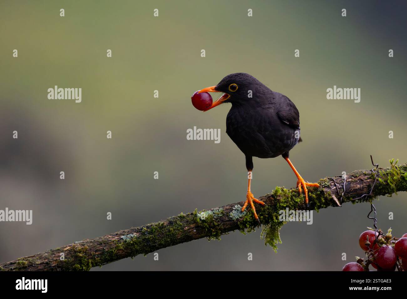 Große Soor (Turdus fuscater) auf einem Barsch mit Früchten im Schnabel, in der Nähe von Manizales, Kolumbien Stockfoto