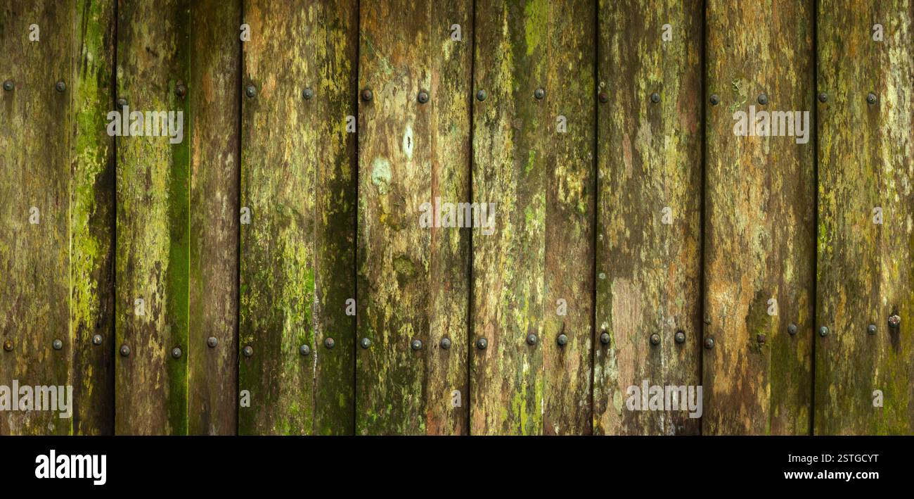 Nahaufnahme von schönen schimmeligen Hintergründen Stockfoto