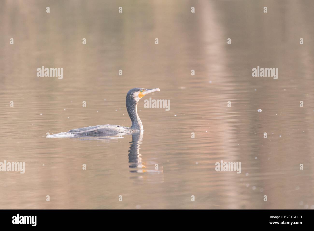Kormoranschwimmen und seine Reflexion auf dem Wasser eines Teiches in Morbihan Stockfoto