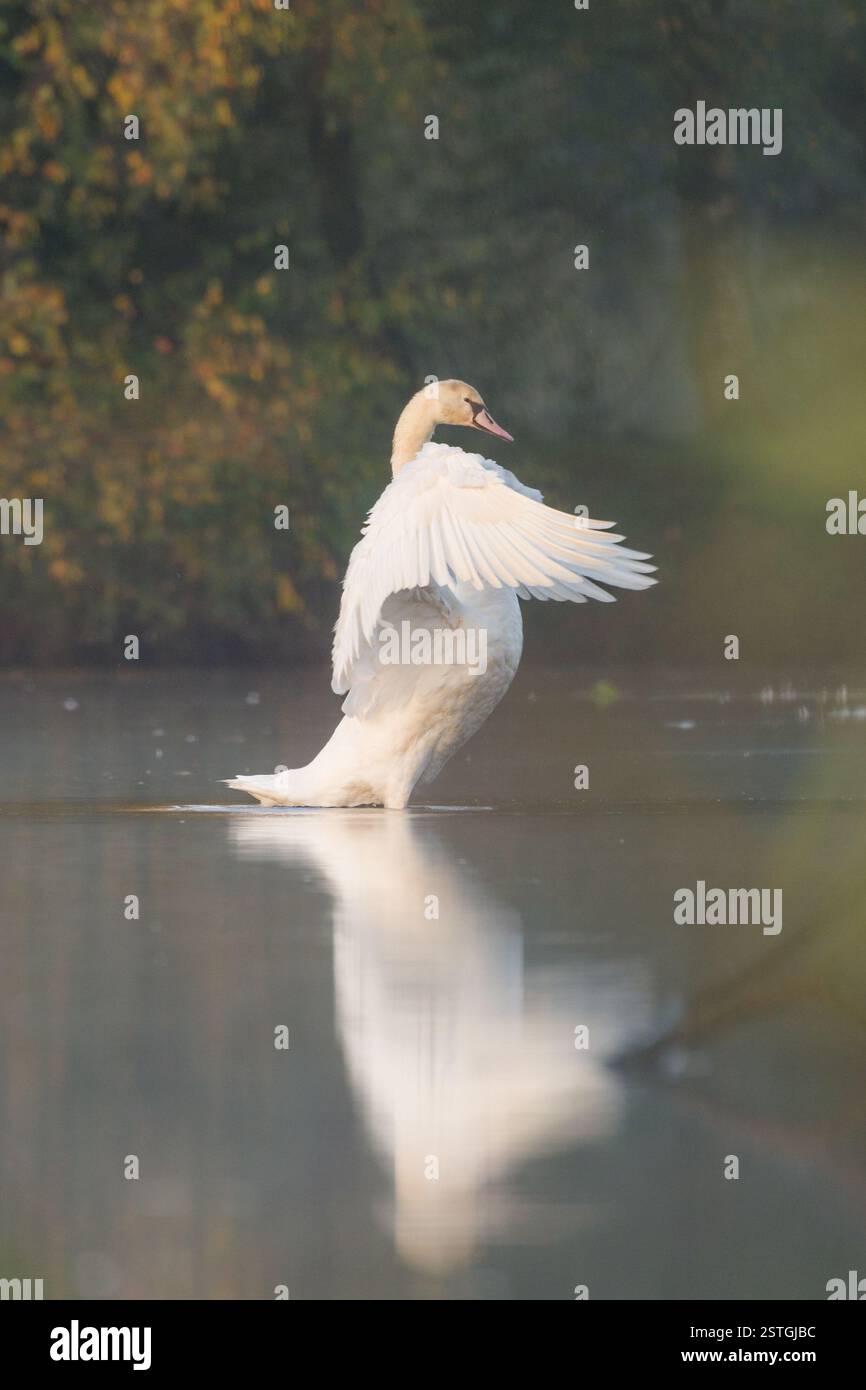 Beeindruckender stummer Schwan für Erwachsene im Profil, der seine Flügel mit goldenem Licht ausbreitet Stockfoto