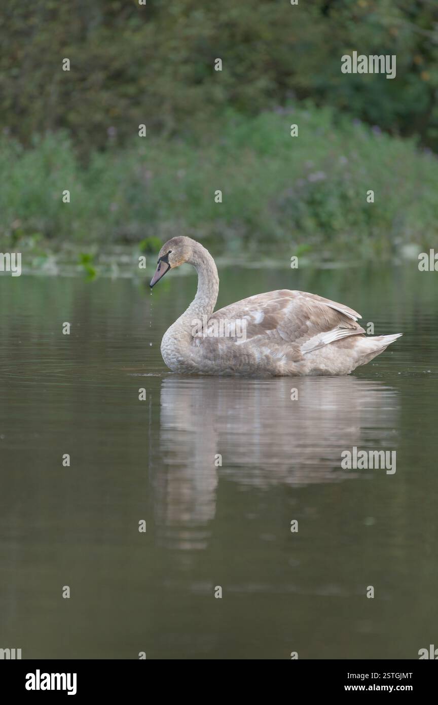 Porträt eines jungen stummen Schwans im Profil mit wunderschönem grau-weißem Gefieder Stockfoto