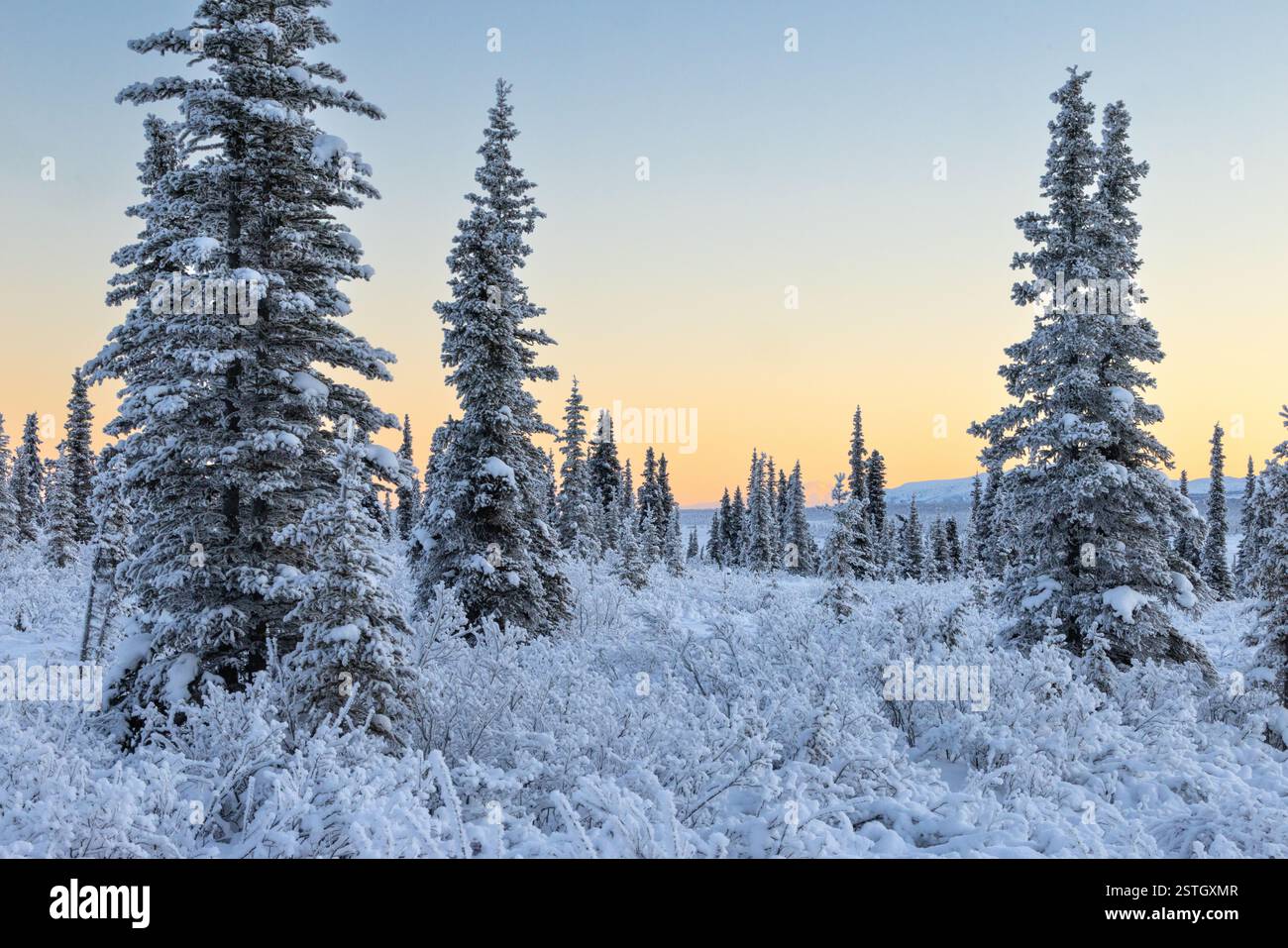 Alaska Winterwaldszene mit frostigen Bäumen nördlich des Matanuska-Gletschers in der Nähe von Glacier City bei Sonnenuntergang mit wunderschönen Farben am Himmel Stockfoto
