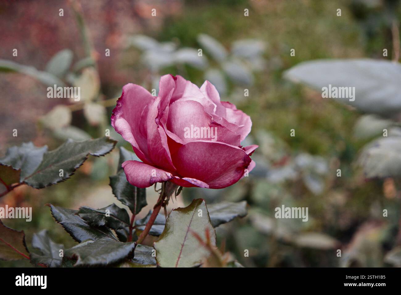 Einsame violette rose Blume welken im Herbst Garten. Stockfoto