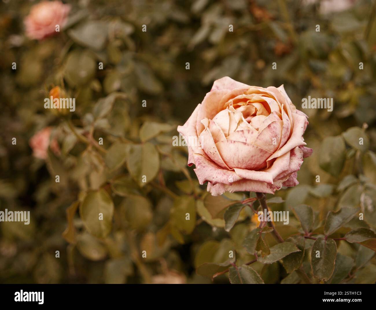Corall Creamy Rose stirbt im Herbstgarten. Verwelkte Rose. Traurige Sturzstimmung. Verwelkende Rosen im Herbst. Vintage-Farben mit niedrigen Sättigungswerten. Kopieren Stockfoto