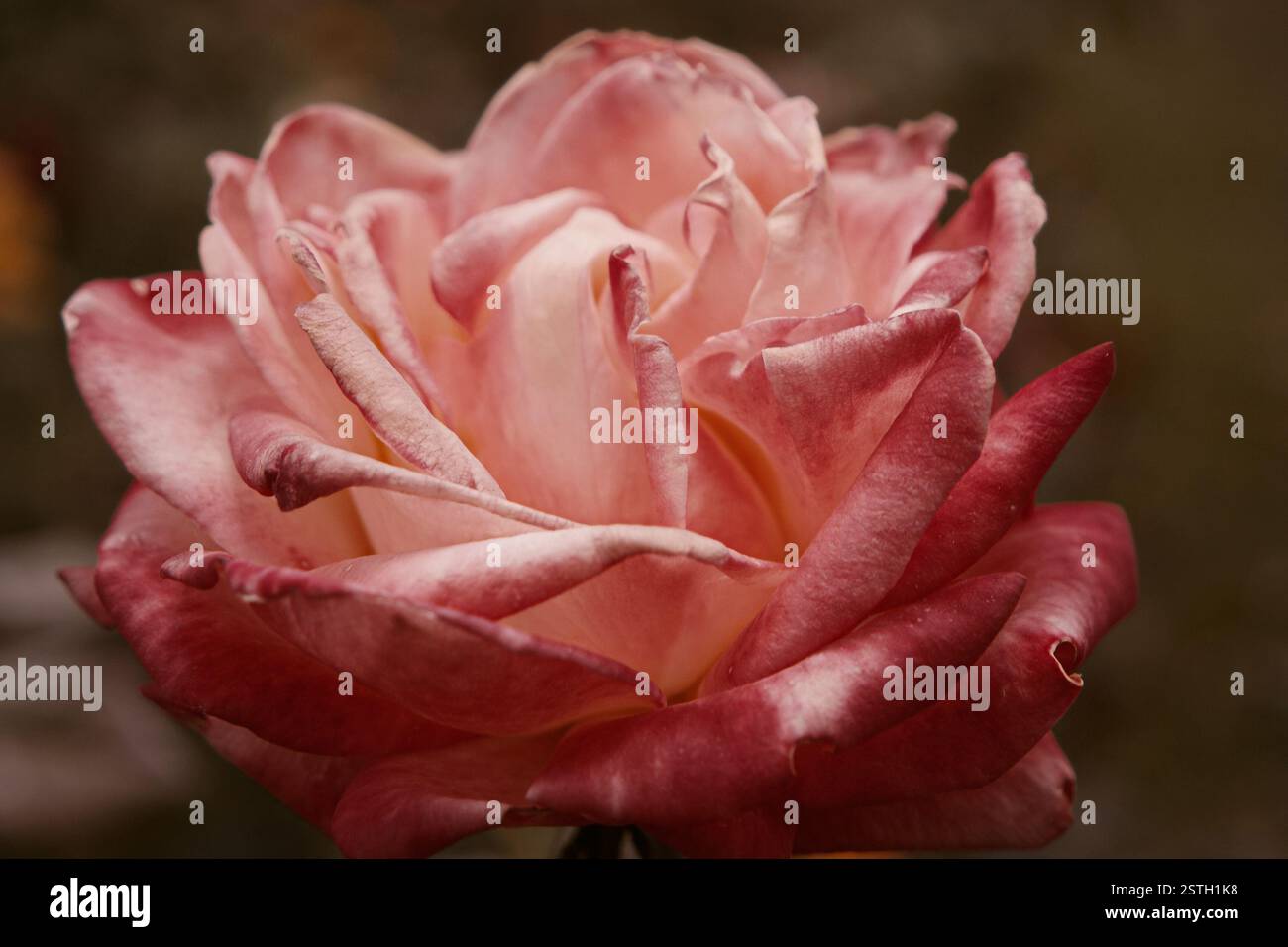 Großaufnahme der großen rosa Rose, die auf Dampf stirbt, viel Platz für Text selektive Fokussierung. Verwelkte Rose im Herbstgarten. Herbstmeer Stockfoto