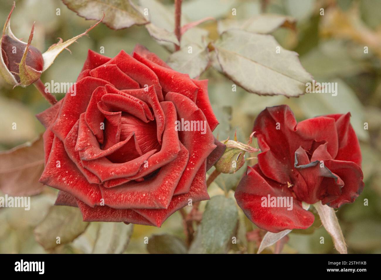 Blick von oben auf zwei rote Rosenblüten im Garten. Aufnahme in Vintage-Farbe, selektiver Fokus verschwommener Hintergrund. Welkende Rose in der Stockfoto