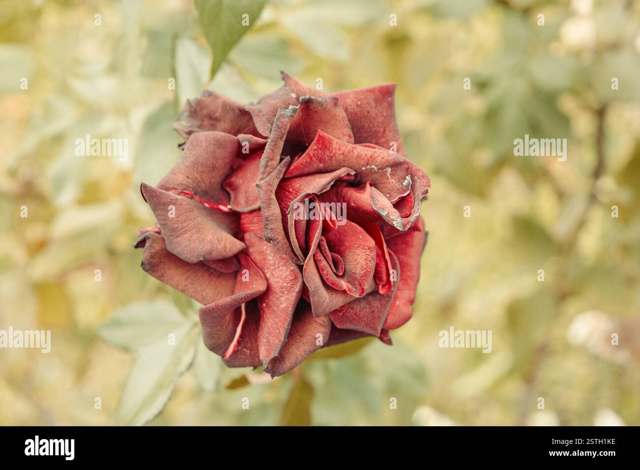 Blick von oben auf trockene rote Rosenblume im Garten. Aufnahme in Vintage-Farbe, selektiver Fokus verschwommener Hintergrund. Welkende Rose in der Stockfoto