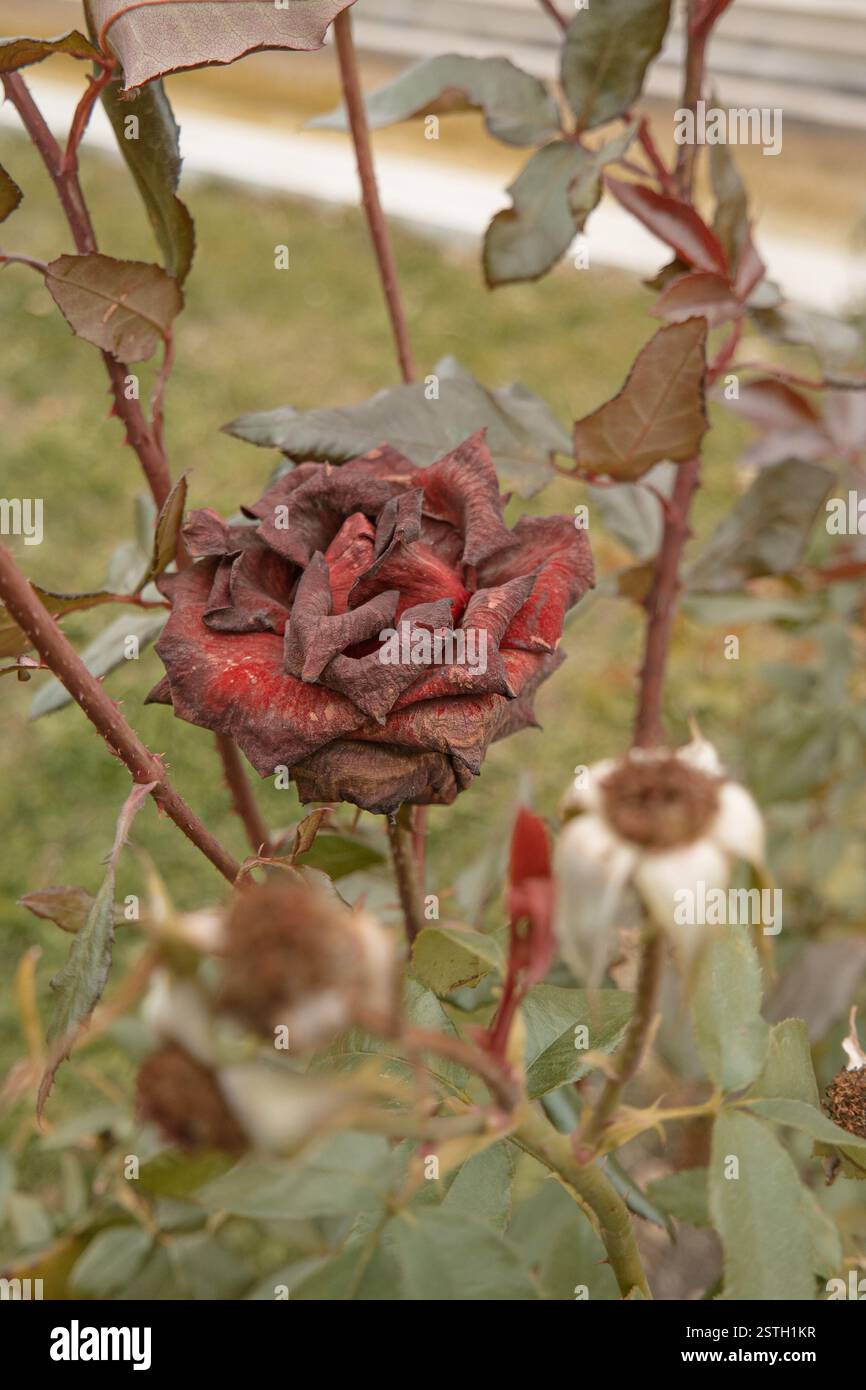 Schöne dunkelrote Rose im Garten, selektiver Fokus, Vintage-Farbe, sterbende Pflanze im Herbst, traurige Herbststimmung. Rosen welken in Au Stockfoto