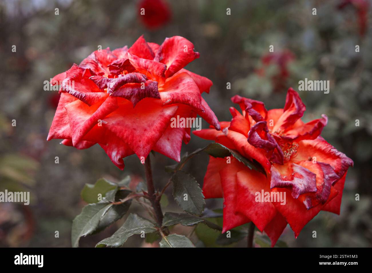 Seitenansicht von zwei roten Rosenblüten im Herbstgarten. Aufnahme in Vintage-Farbe, selektiver Fokus verschwommener Hintergrund. Welkende Rose Stockfoto