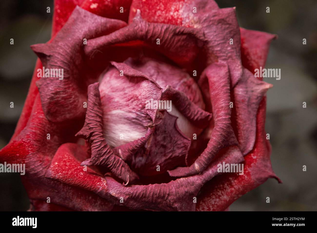 Rote Rose stirbt im Herbstgarten Makroaufnahme. Verwelkte Rose. Traurige Sturzstimmung. Verwelkende Rosen im Herbst. Vintage-Farben mit niedrigen Sättigungswerten. Cop Stockfoto