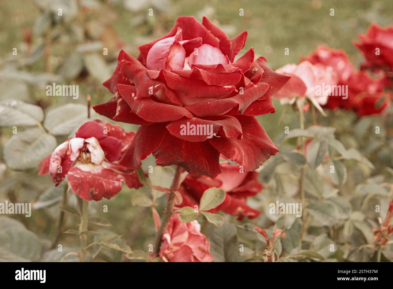 Rot-cremige Rose, die im Herbstgarten stirbt. Verwelkte Rose. Traurige Sturzstimmung. Verwelkende Rosen im Herbst. Vintage-Farben mit niedrigen Sättigungswerten. Copyspa Stockfoto