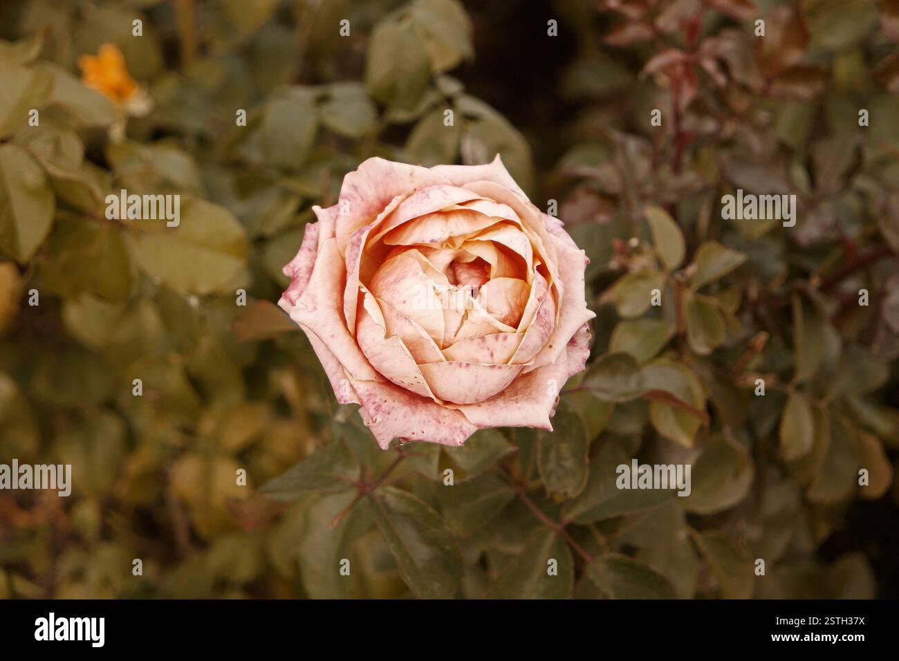 Corall Creamy Rose stirbt im Herbstgarten. Verwelkte Rose. Traurige Sturzstimmung. Verwelkende Rosen im Herbst. Vintage-Farben mit niedrigen Sättigungswerten. Kopieren Stockfoto