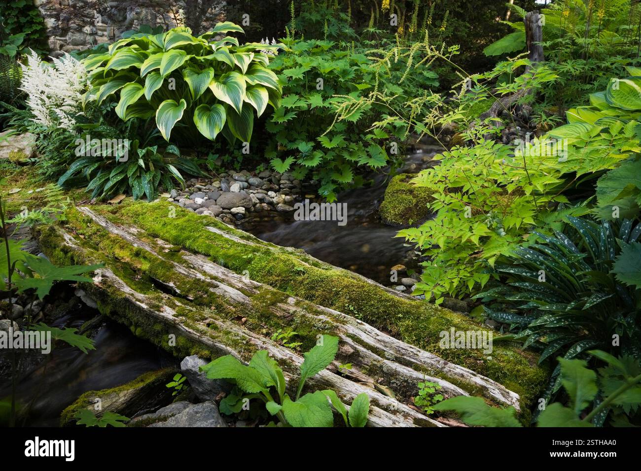 Zedernholzsteg bedeckt mit Bryophyta - grünem Moos über dem Fluss und Ligularia przewalskii, Matteuccia struthiopteris, Hosta 'Montana', Pulmonari Stockfoto