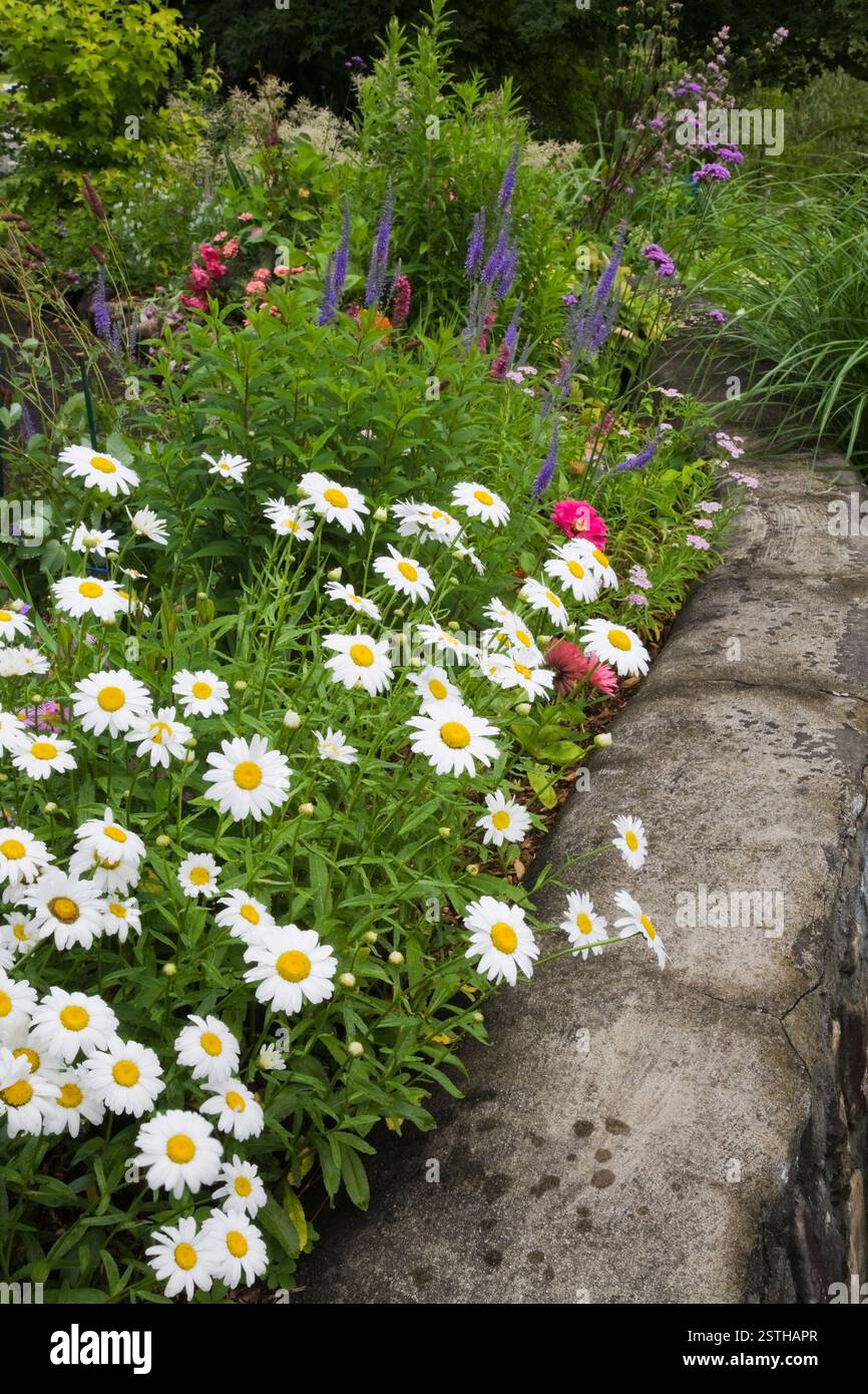 Erhöhte Steingrenze mit weißem Leucanthemum vulgare - Oxeye Daisy Blumen und Miscanthus sinensis - Ziergras im Vorhof Land EST gepflanzt Stockfoto