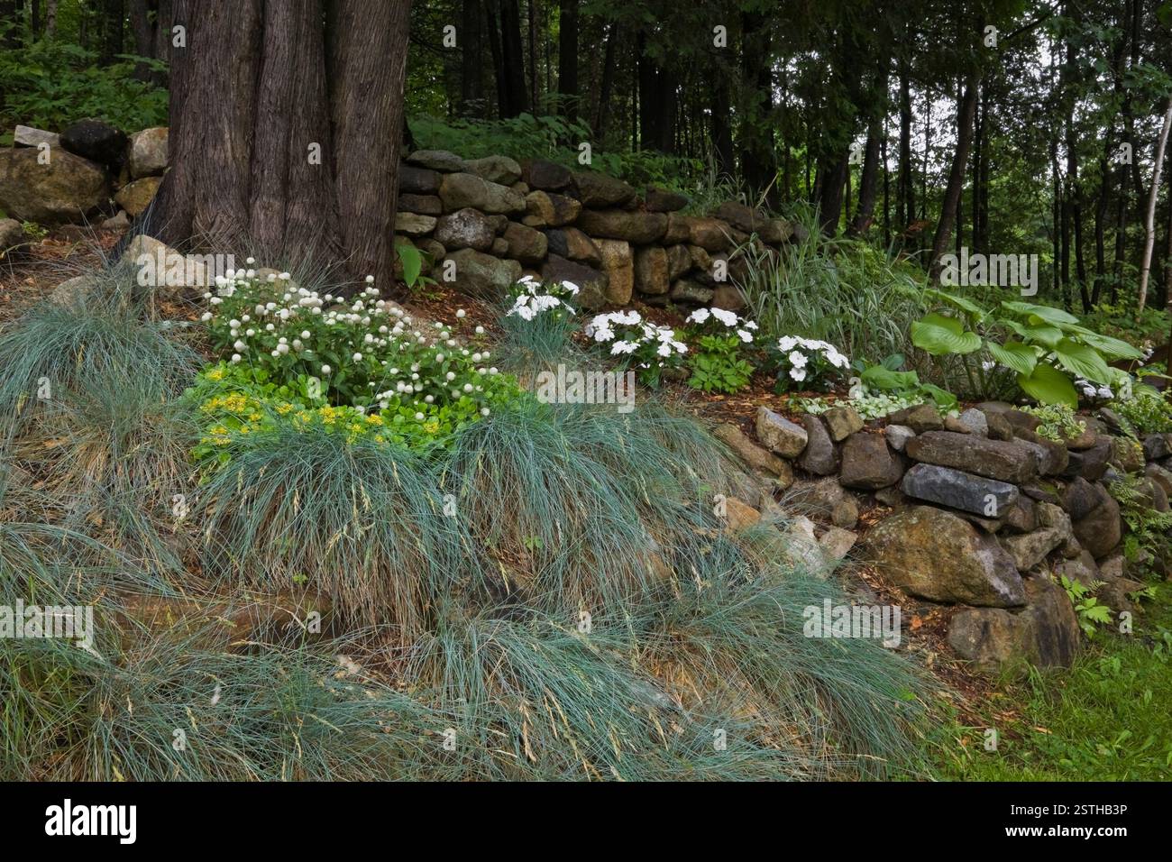 Schräge Waldgrenze mit Festuca - Graspflanzen, gelben Lysimachien und weißen Impatiens im Garten des Landgutes im Sommer. Stockfoto
