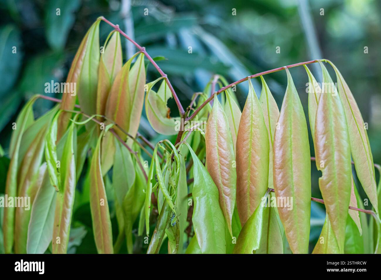 Lichee-Blatt. Die Blätter bestehen aus zwei bis vier Paaren von elliptischen bis lanzettlichen Blättern mit einer Länge von 50 bis 75 mm Stockfoto